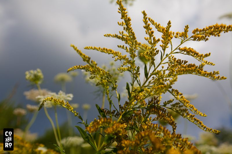 August Field photograph