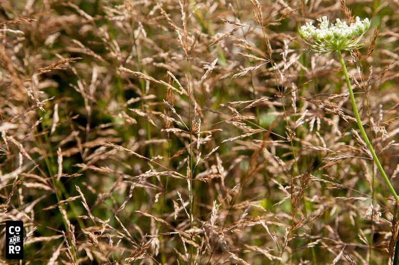 August Field photograph
