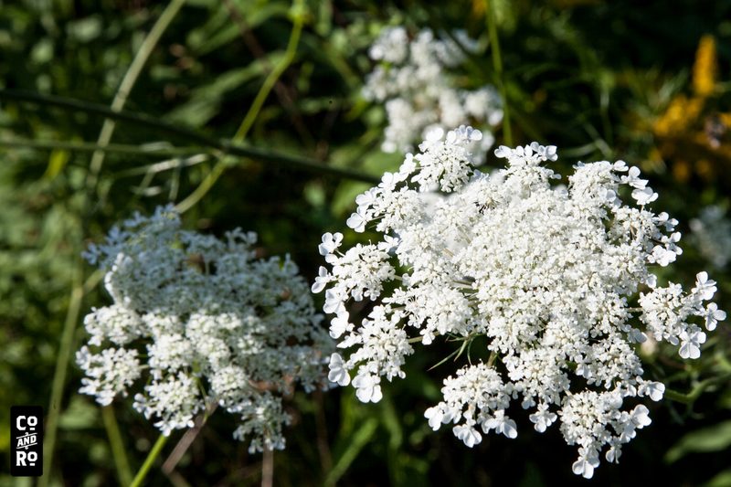 August Field photograph