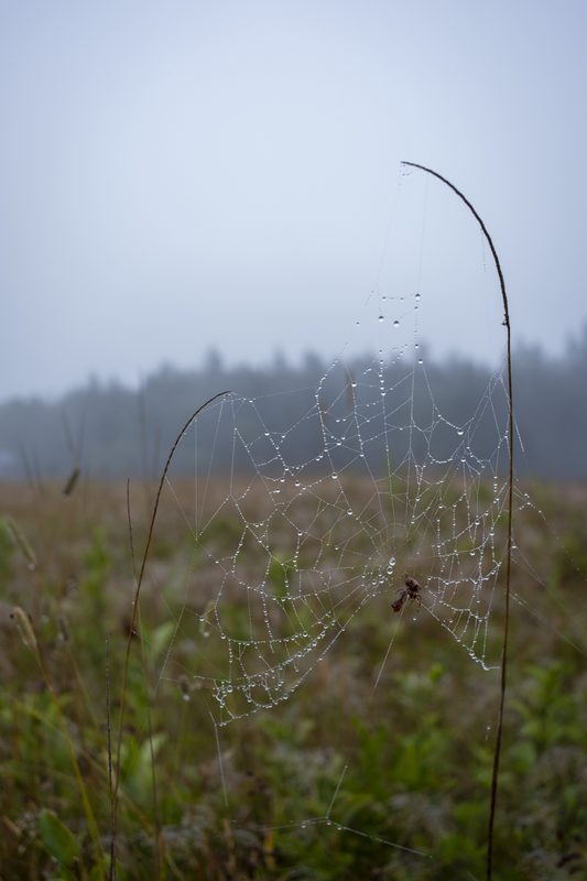 Gotts Island Maine photograph