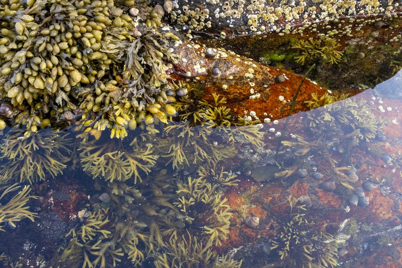 Gotts Island Maine photograph